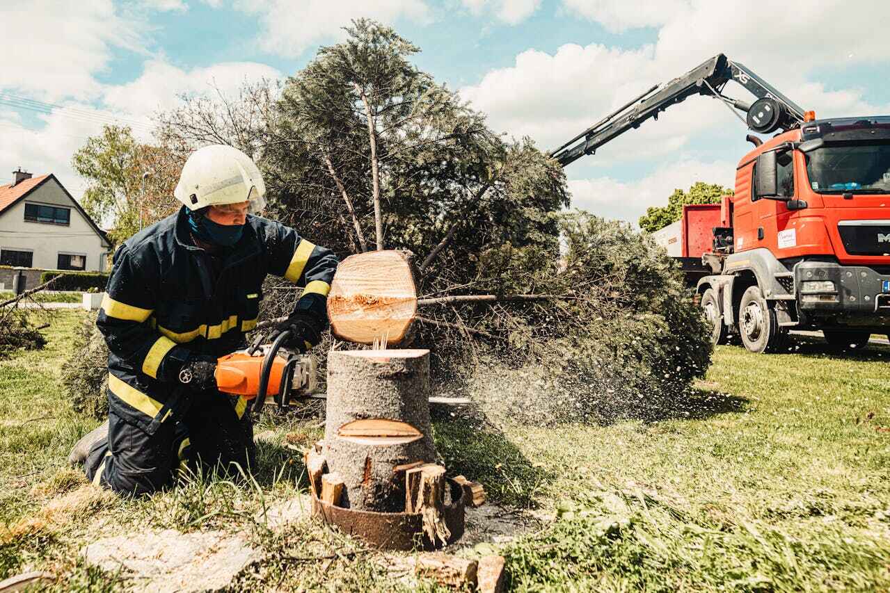 Hales Corners, WI Tree Service Company